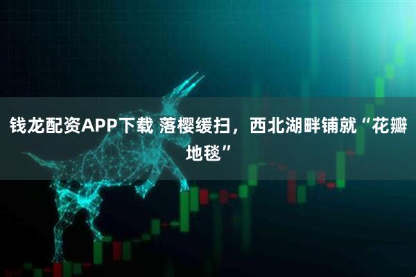 钱龙配资APP下载 落樱缓扫，西北湖畔铺就“花瓣地毯”